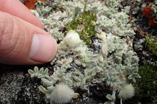 Image de Astragalus purshii var. lectulus (S. Wats.) M. E. Jones