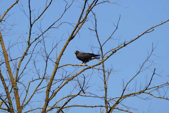 Image of Swainson's Hawk