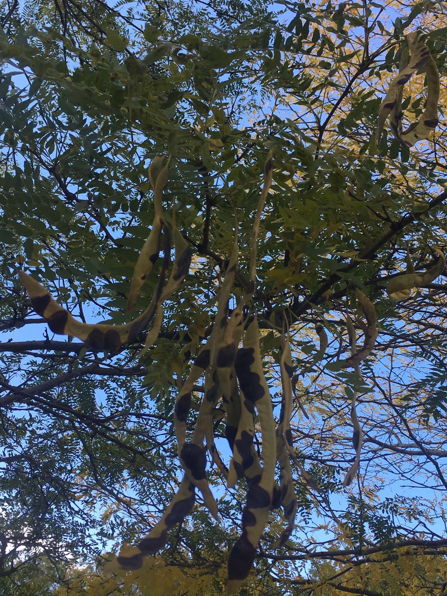 Image of Gleditsia triacanthos f. inermis (L.) C. K. Schneid.