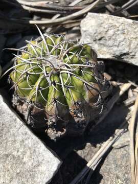 Image of Discocactus placentiformis (Lehm.) K. Schum.