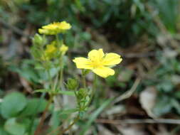 Image of Potentilla sprengeliana Lehm.