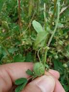 Image of snail medick