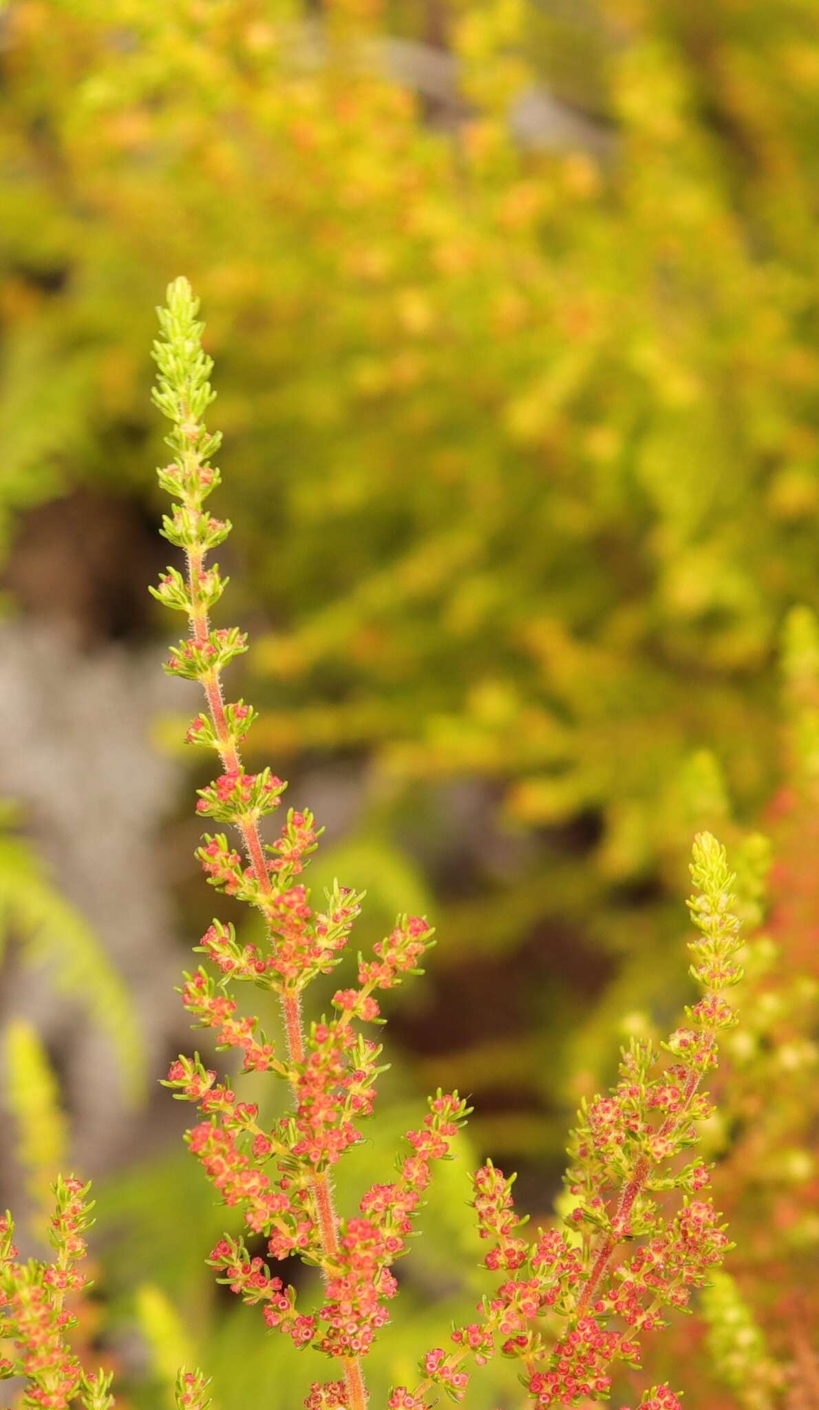 Plancia ëd Erica muscosa (Aiton) E. G. H. Oliver