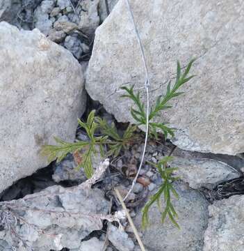 Image of Potentilla multifida var. ornithopoda Wolf