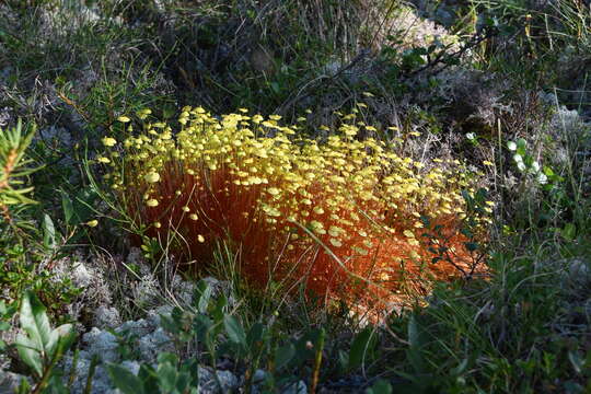 Image of yellow moosedung moss