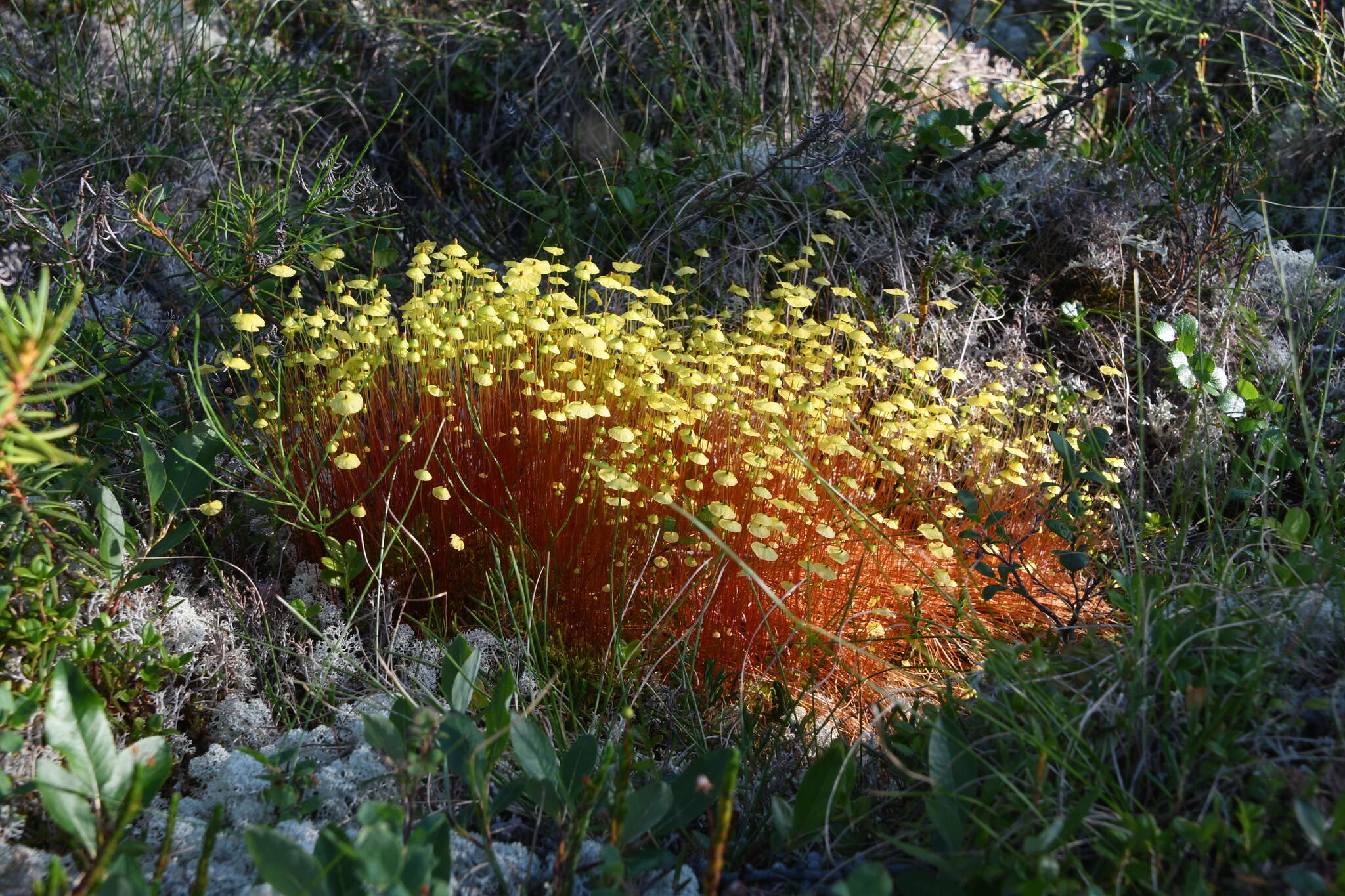 Image of yellow moosedung moss