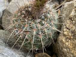 Image of Cactus