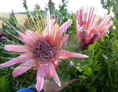 Imagem de Protea aurea subsp. aurea