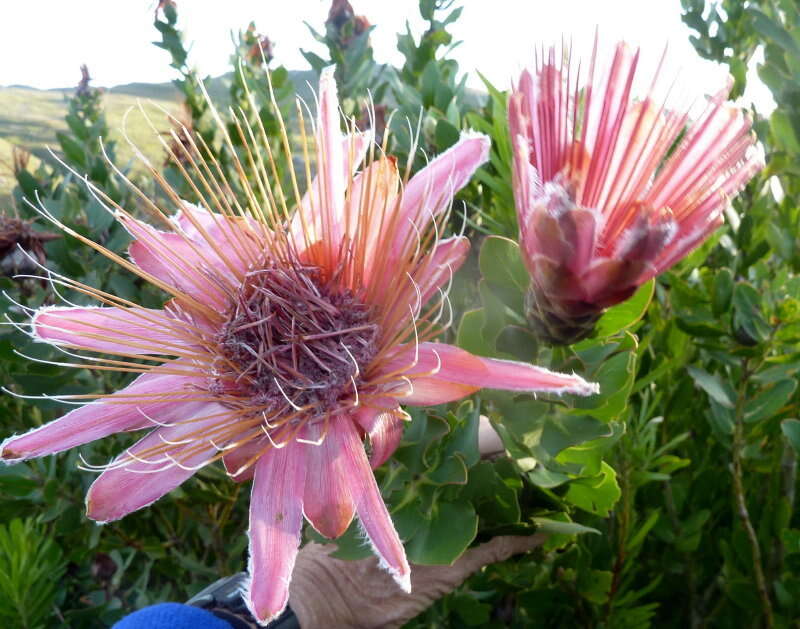 Imagem de Protea aurea subsp. aurea