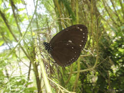 Image of Euploea tulliolus ledereri Felder 1860