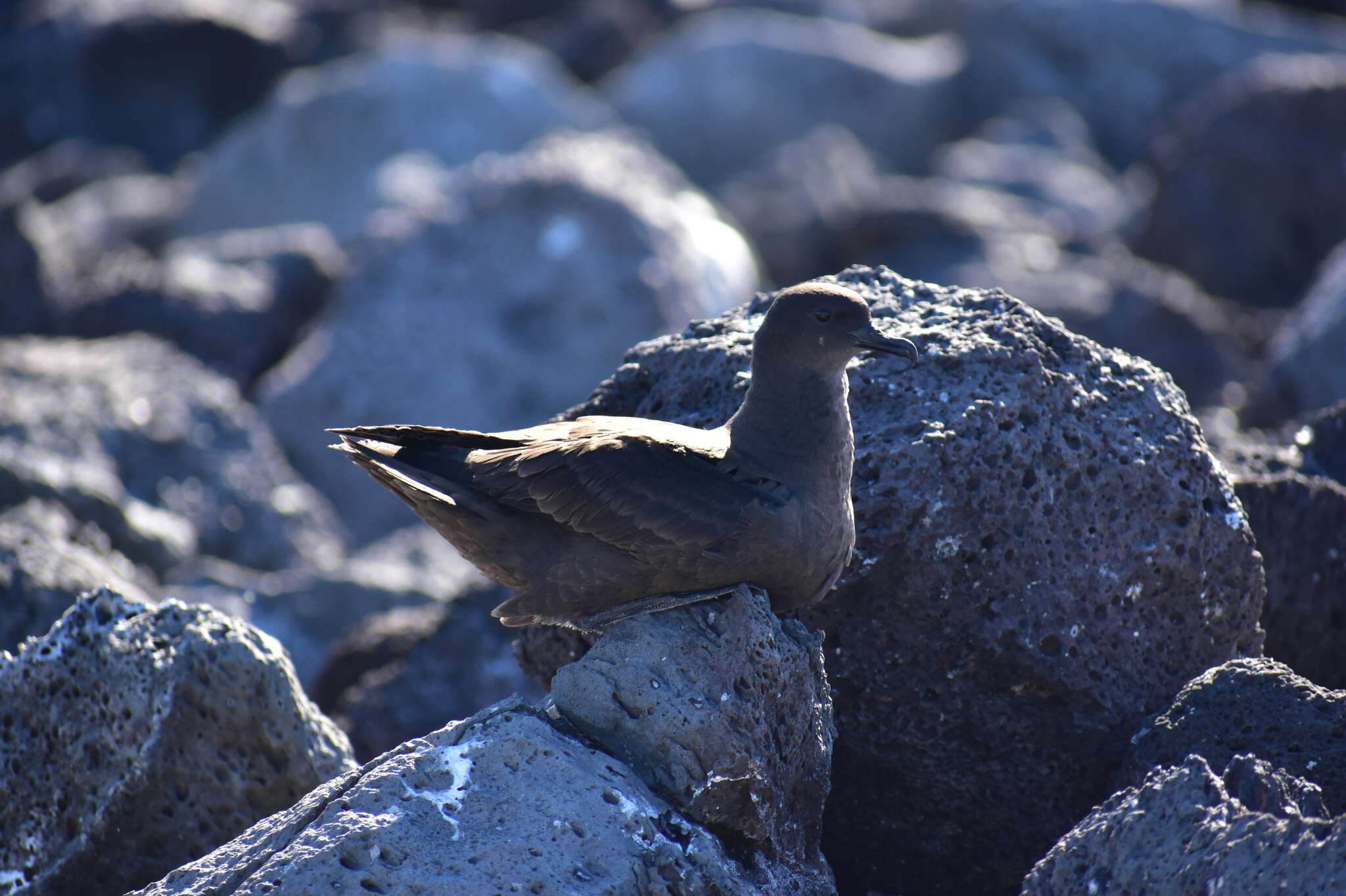 Image of Christmas Shearwater