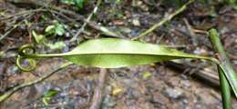 Image of Triphyophyllum peltatum (Hutch. & Dalz.) Airy Shaw