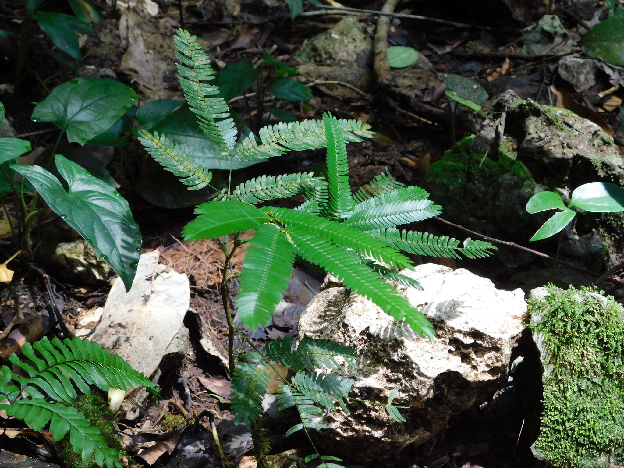 Слика од Cojoba arborea (L.) Britton & Rose