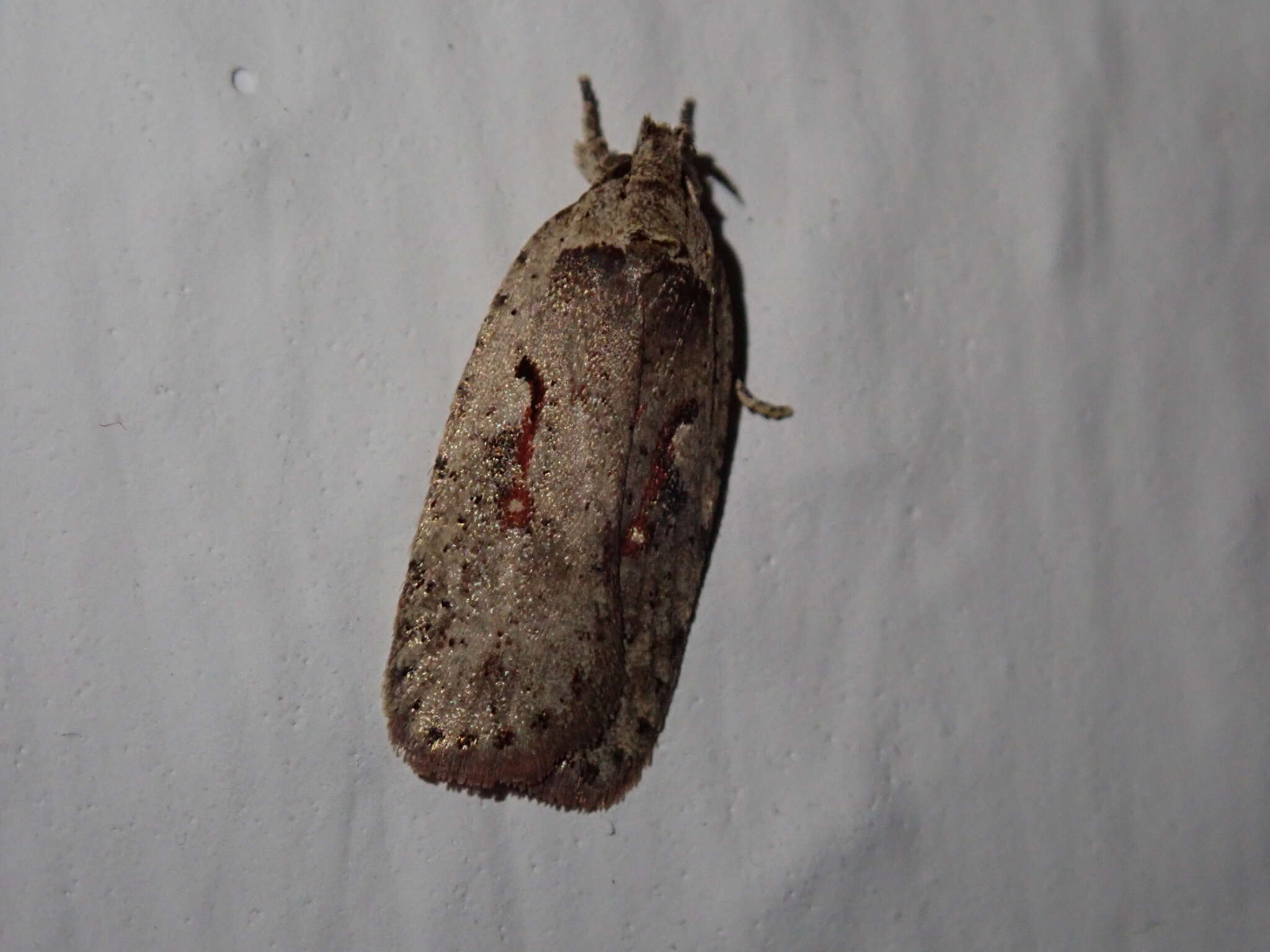 Imagem de Agonopterix ocellana Fabricius 1775