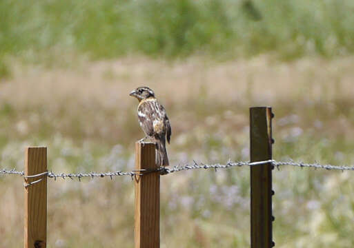 Image of Black-headed Grosbeak