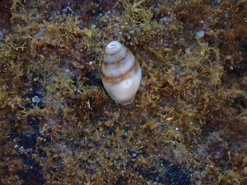 Image of yellow dovesnail