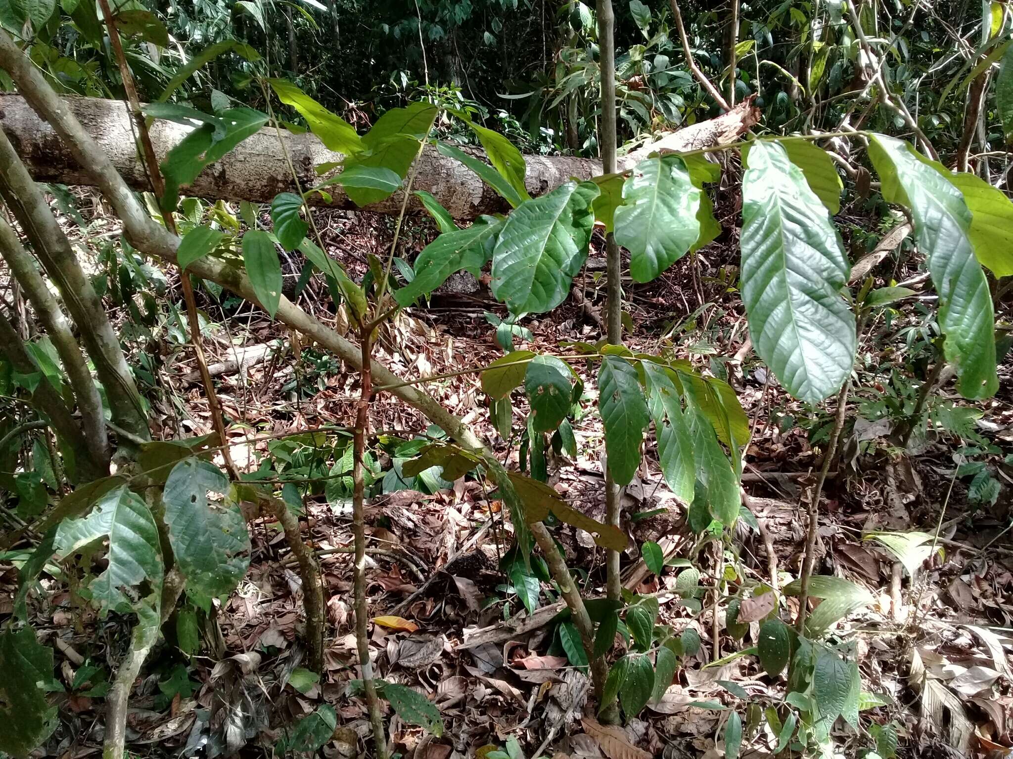 Image of Tachigali versicolor Standl. & L. O. Williams