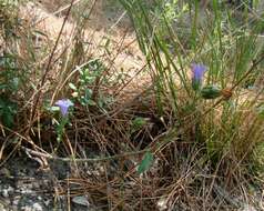 Image of Campanula komarovii Maleev