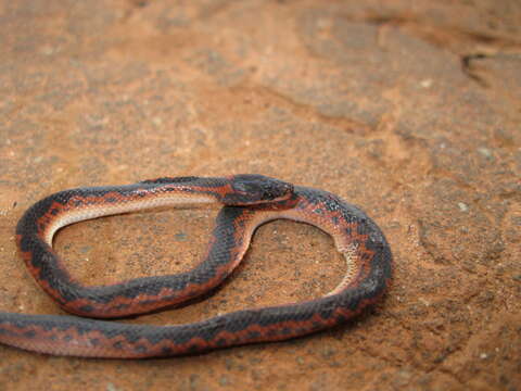 صورة Xenopholis undulatus (Jensen 1900)