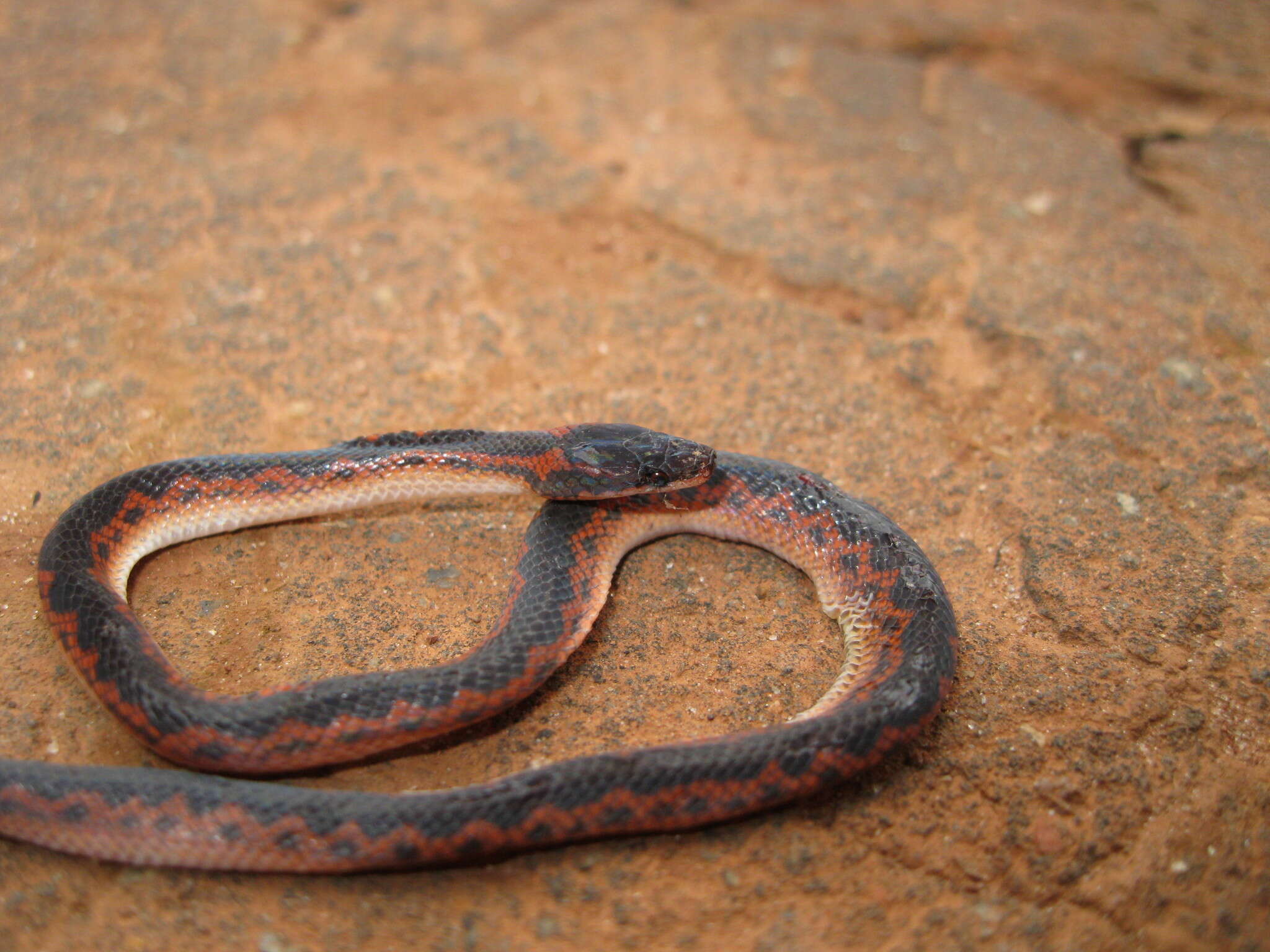 Xenopholis undulatus (Jensen 1900) resmi