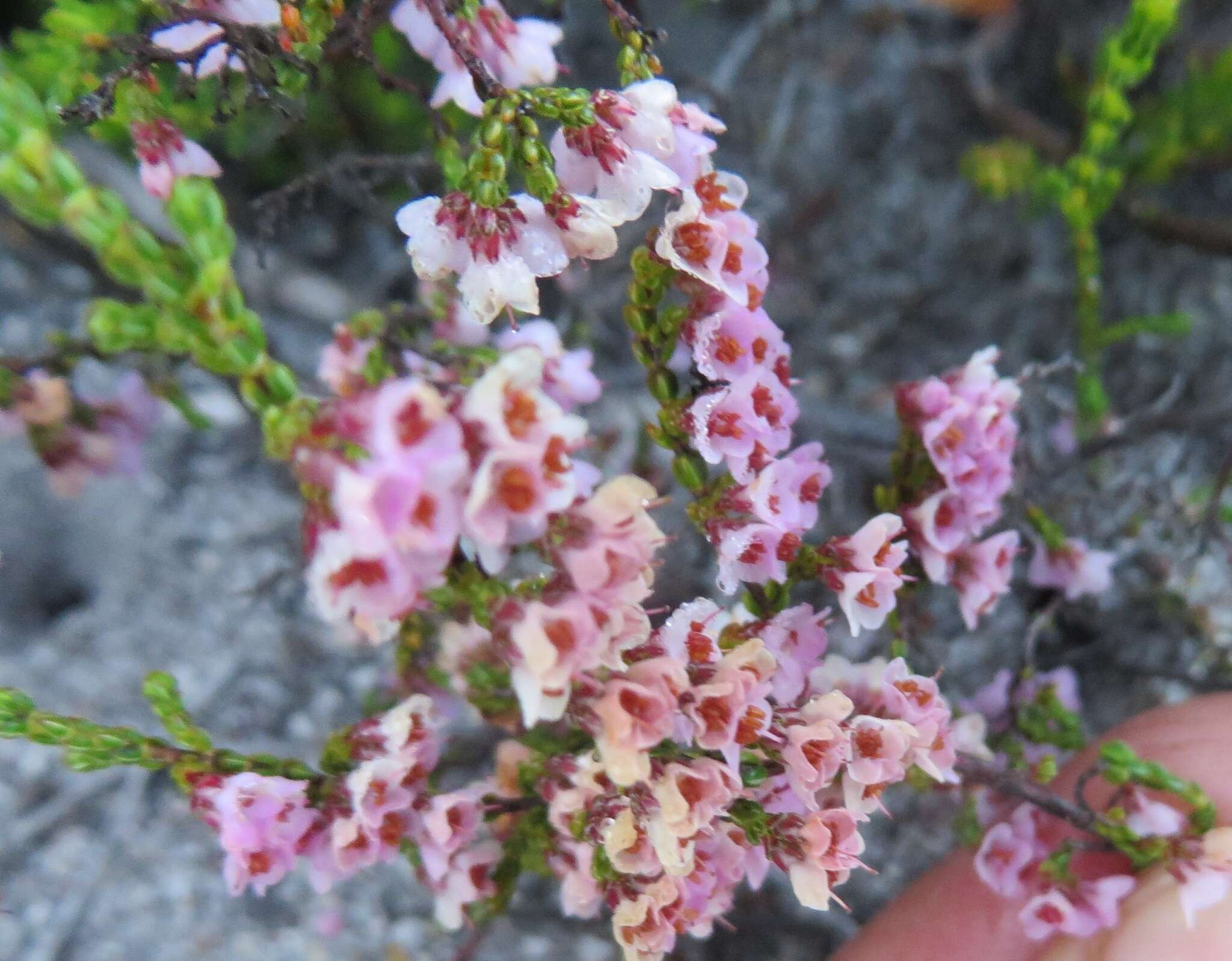 Image of Erica argentea var. argentea