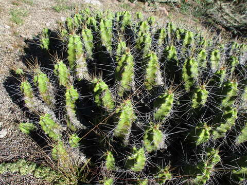 Image of Echinocereus pentalophus subsp. pentalophus