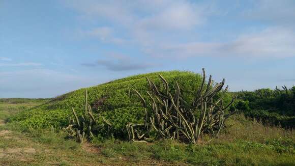 صورة Stenocereus standleyi (J. G. Ortega) Buxb.