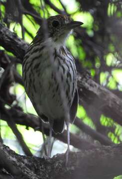 Image of Scrub Antpitta