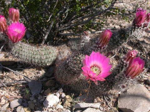 Image of Chisos Mountain hedgehog cactus