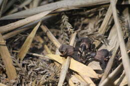 Image of Gastrodia pubilabiata Y. Sawa