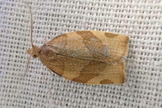 Image of barred fruit-tree tortrix