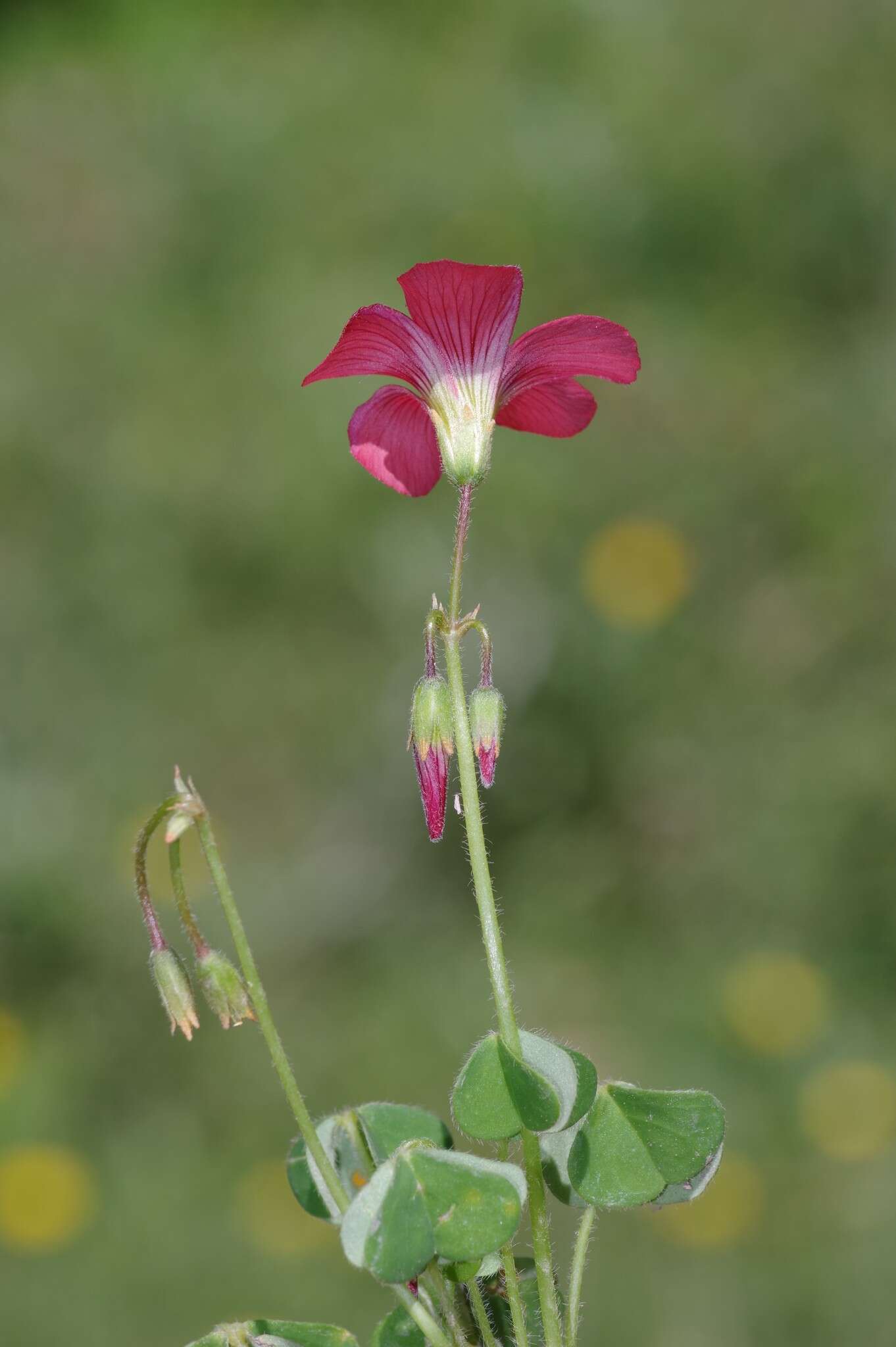 Imagem de Oxalis stenorrhyncha Salter