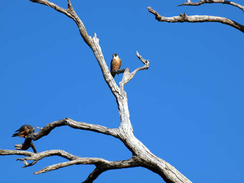 Image of Australian Hobby