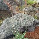Sivun Aloe pseudoparvula J.-B. Castillon kuva