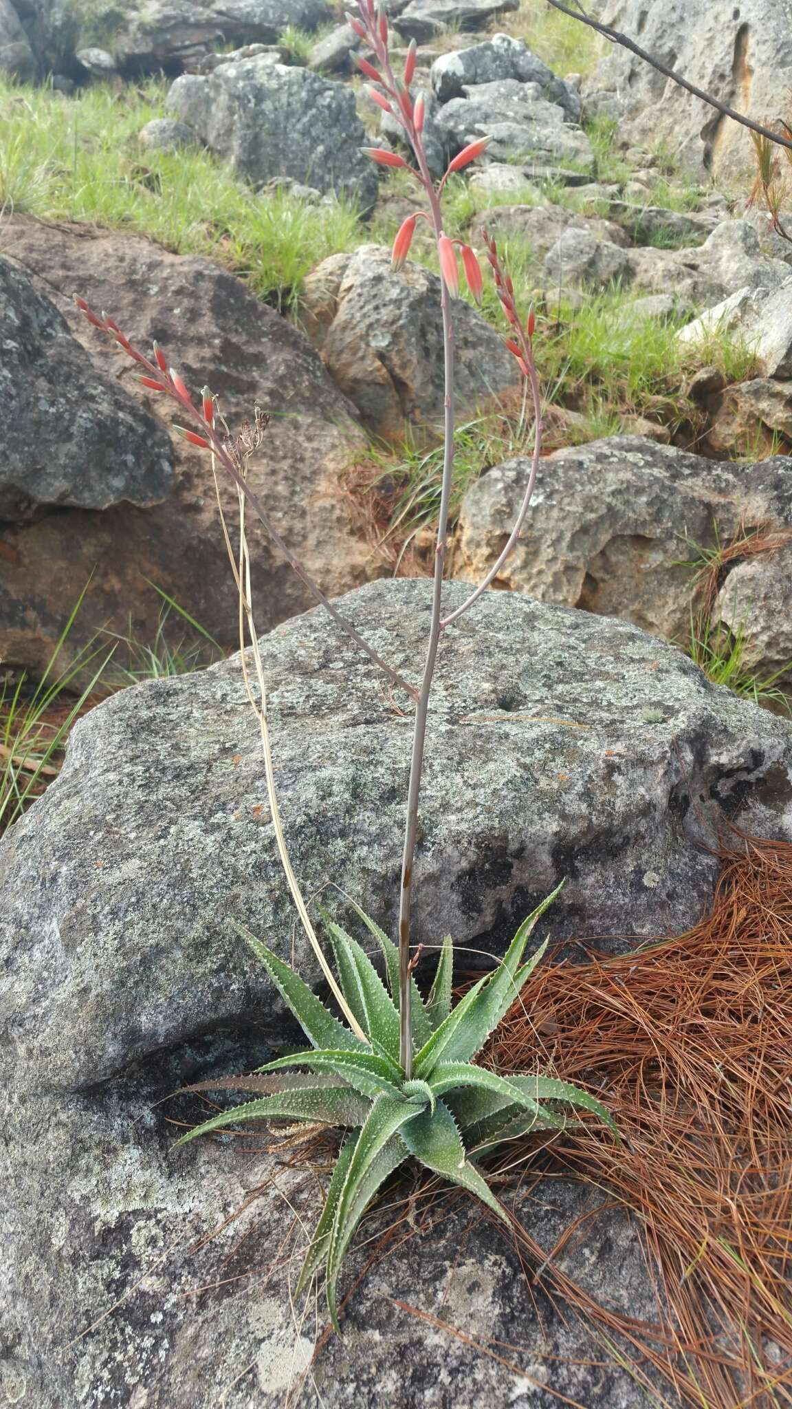 Image of Aloe pseudoparvula J.-B. Castillon