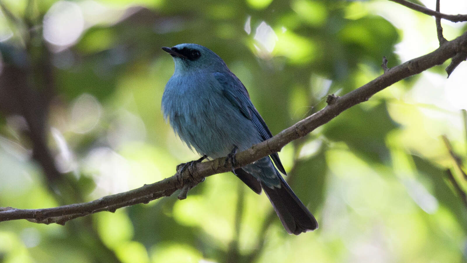 Image of Verditer Flycatcher