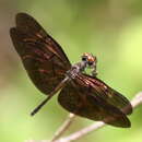 Image de Rhyothemis fulgens Kirby 1889