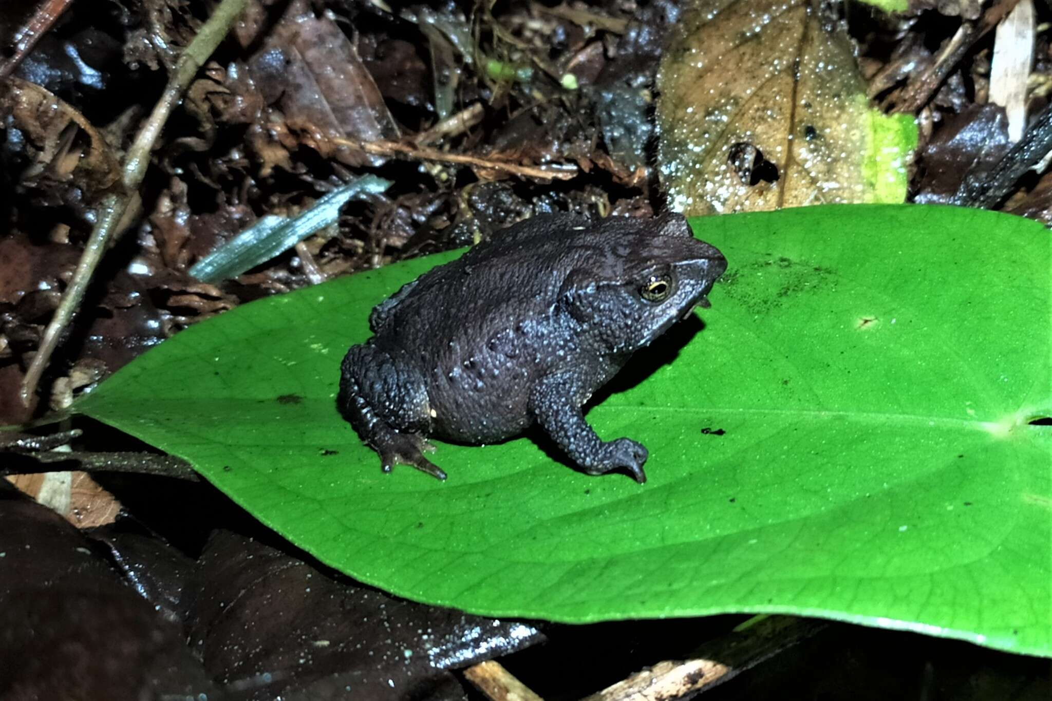 Plancia ëd Rhinella ruizi (Grant 2000)