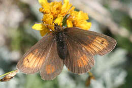 Image of Mnestra’s Ringlet