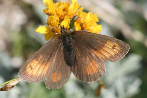 Image of Mnestra’s Ringlet