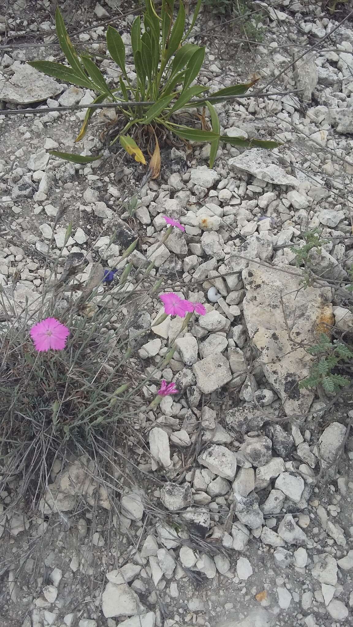 صورة Dianthus humilis Willd. ex Ledeb.