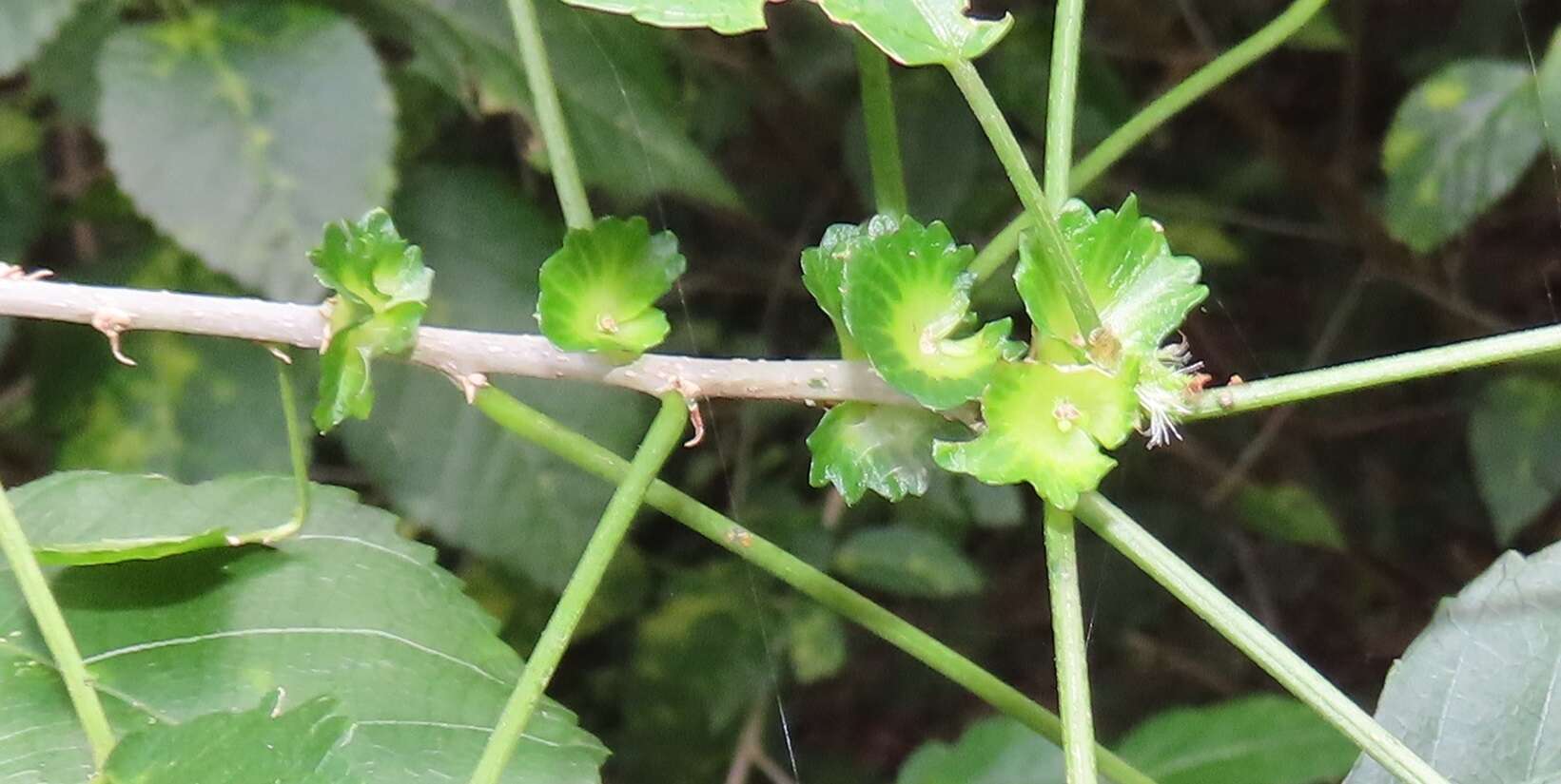 Image of Acalypha glabrata f. glabrata