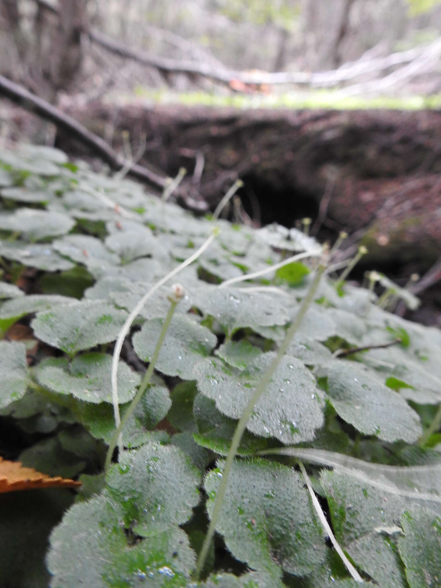 صورة Dysopsis glechomoides (A. Rich.) Müll. Arg.