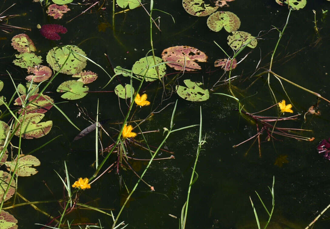 Image of Wavy Marshwort