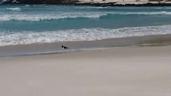 Image of Australian Pied Oystercatcher