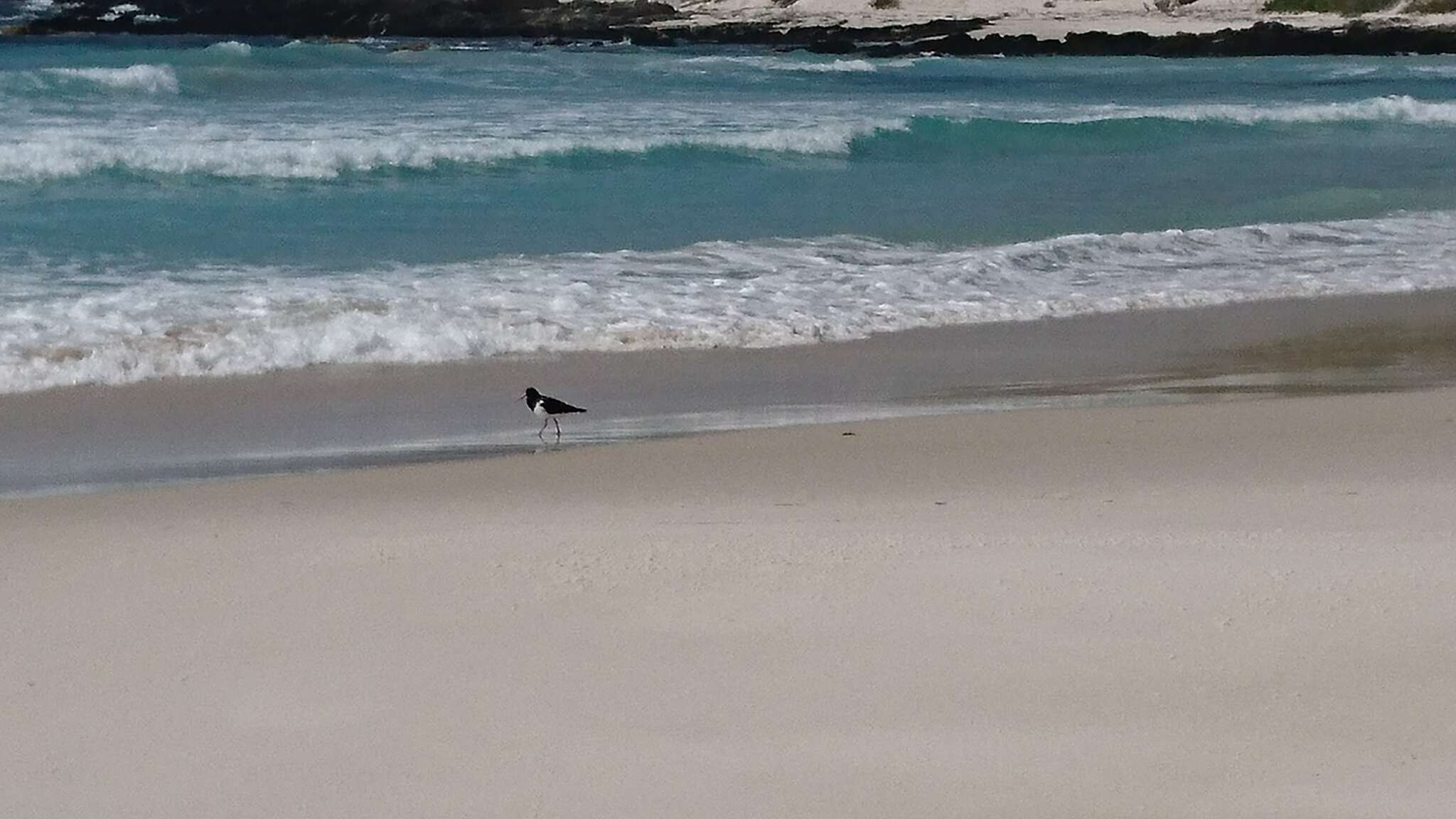 Image of Australian Pied Oystercatcher