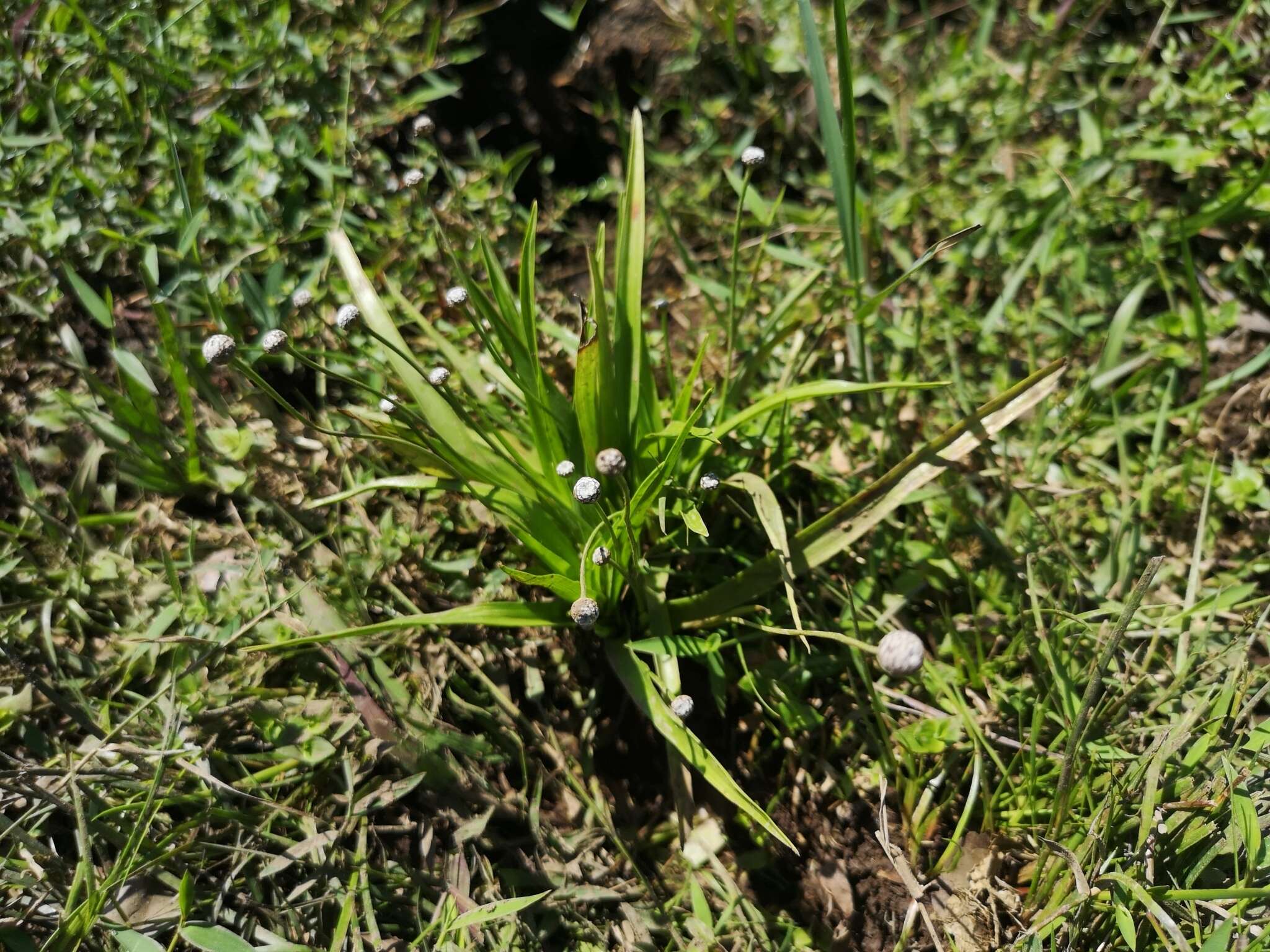 Image of sixangle pipewort