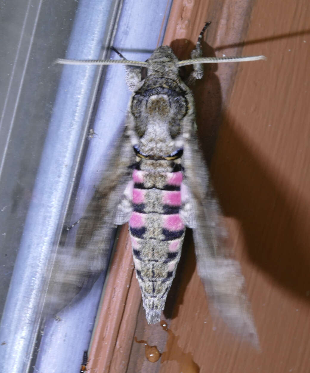 Image of Pink-spotted Hawkmoth