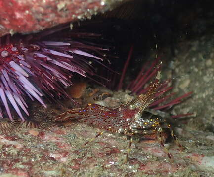 Image of California longbeak