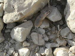 Image of Cairo Spiny Mouse